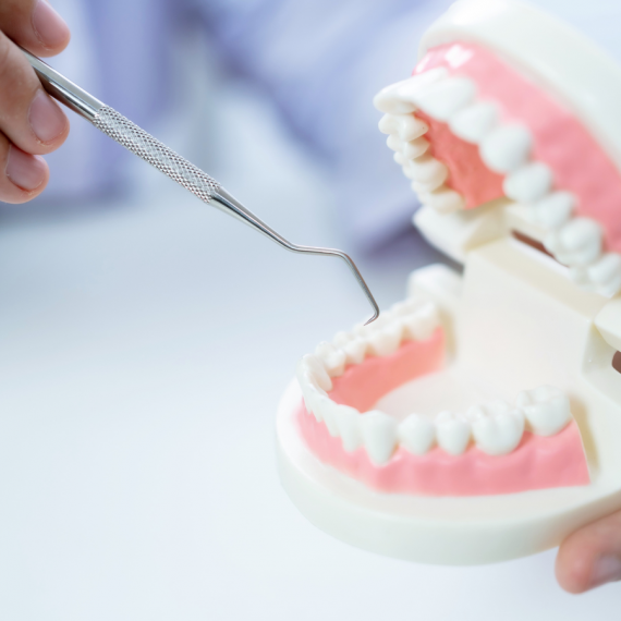 Image features a close-up view of a dental demonstration using a model of a set of upper and lower teeth.